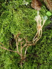 Tremellodendropsidaceae