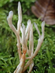 Tremellodendropsidaceae