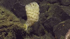 Pinulasma