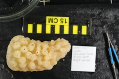 Pinulasma