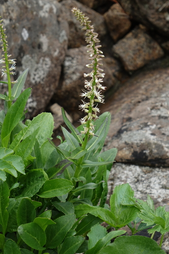 Macropodium nivale, photograph 3