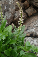 Macropodium nivale, photograph Oleg Kosterin, CC BY, iNaturalist via GBIF