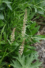 Macropodium nivale, photograph Oleg Kosterin, CC BY, iNaturalist via GBIF