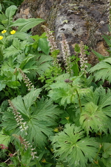 Macropodium nivale, photograph Oleg Kosterin, CC BY, iNaturalist via GBIF