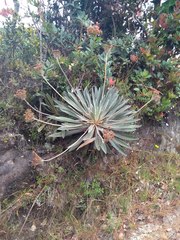 Espeletia corymbosa