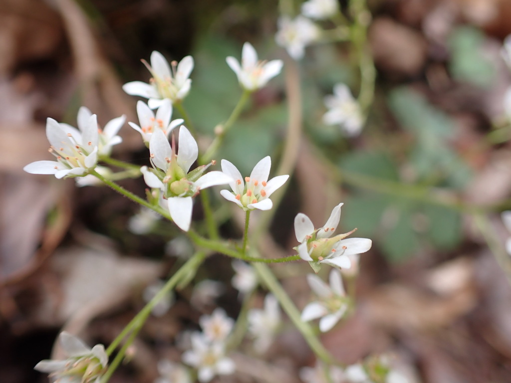 Micranthes scopularum