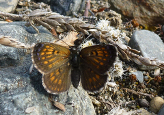 Lycaena boldenarum
