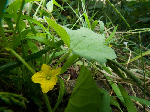Cucumis melo