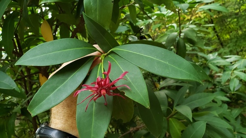 Florida anisetree (Illicium floridanum)