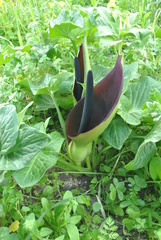 Arum palaestinum