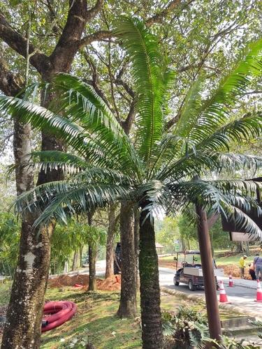 Cycas macrocarpa