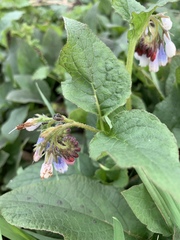 Symphytum × hidcotense