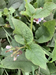 Symphytum × hidcotense