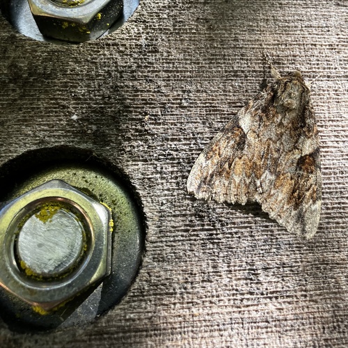 iNaturalist observation photo of Irene's Underwing