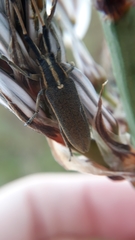 Agapanthia asphodeli