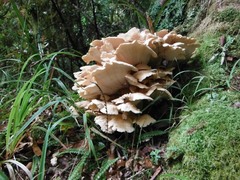 Bondarzewia kirkii