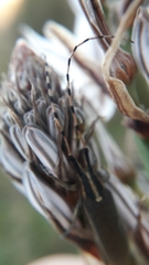 Agapanthia asphodeli