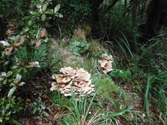 Bondarzewia kirkii