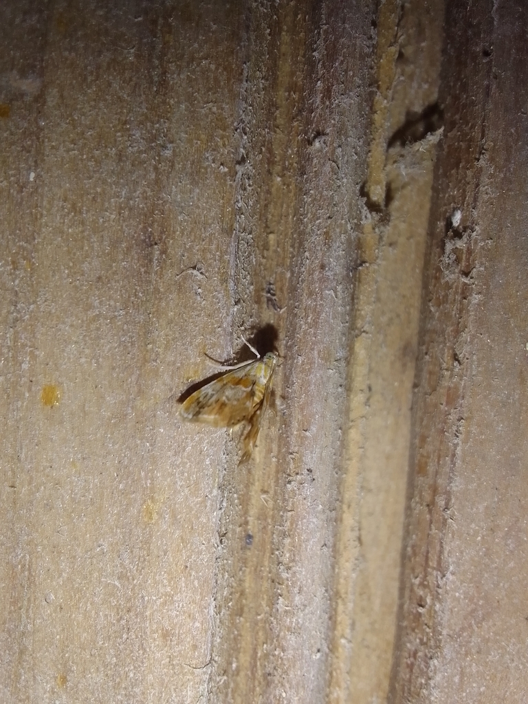 Dicymolomia rufifusalis