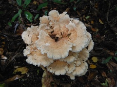 Bondarzewia kirkii