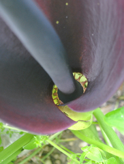 Arum palaestinum