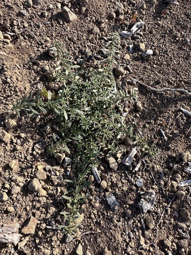 Image of Nama lobbii by (c) Matt Berger, some rights reserved (CC BY)