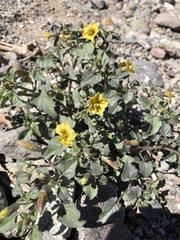 Physalis crassifolia