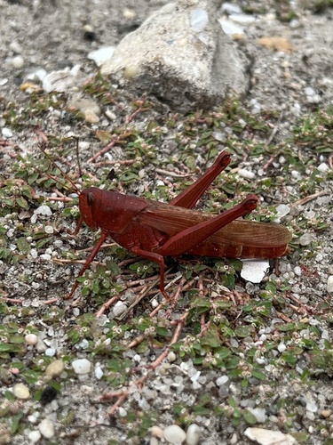 Leather-colored Bird Grasshopper photo 4