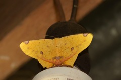 Nepheloleuca illiturata