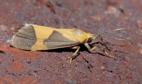 One-banded Lichen Moth photo 6