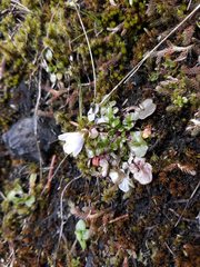 Cardamine pattersonii