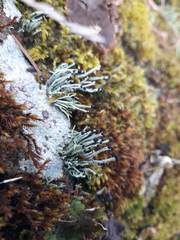 Pilophorus acicularis