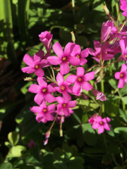 Oxalis articulata rubra