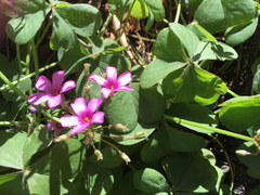 Oxalis articulata rubra
