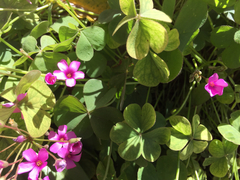 Oxalis articulata rubra