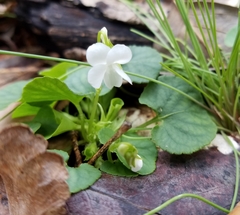Viola walteri