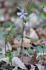 Phlox divaricata laphamii