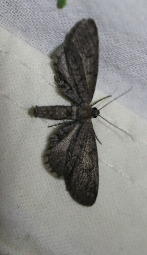 Glaucina erroraria