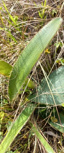 Crossyne guttata