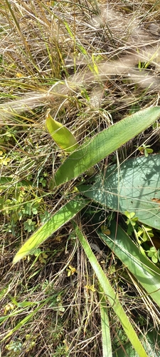 Crossyne guttata