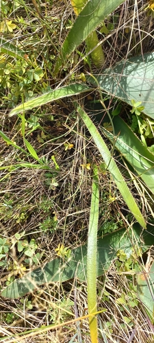 Crossyne guttata