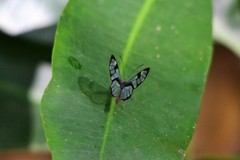 Ithomia