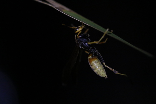 Avispa papelera comanche