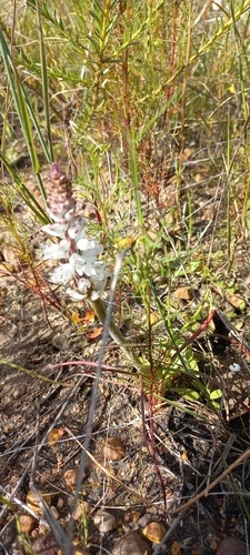 Image of Lachenalia contaminata by (c) Adele SL, some rights reserved (CC BY)