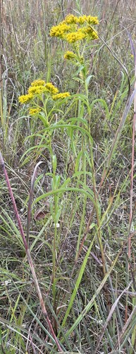 Image of Solidago riddellii by (c) Henry Van T. Cotter, some rights reserved (CC BY)