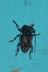Aegomorphus circumflexus