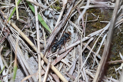 Jack Jumper Ant photo 5