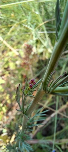 Image of Heliophila digitata by (c) Adele SL, some rights reserved (CC BY)