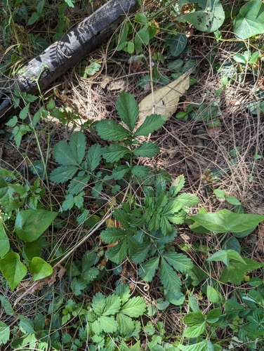 Agrimonia pilosa iNat (3)