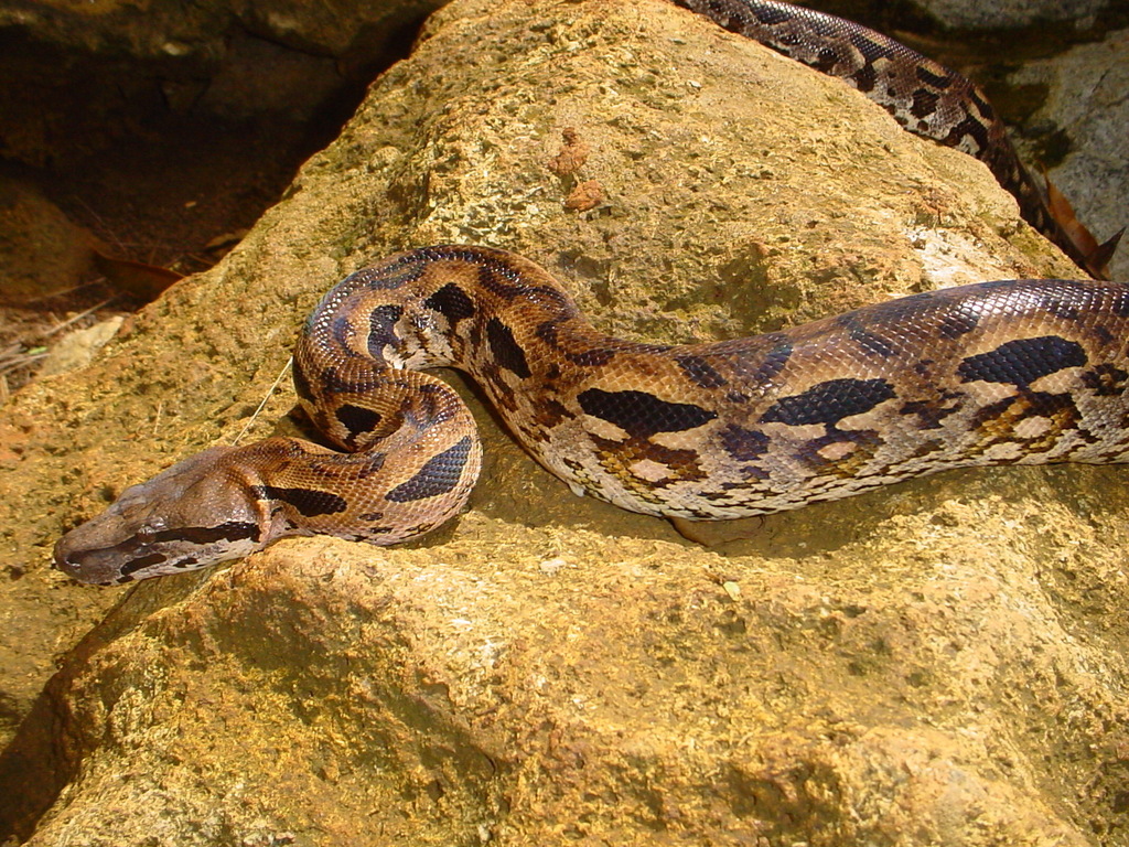 Madagascan Boas